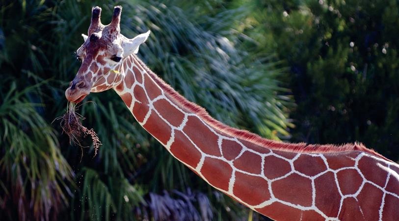 Mileon Giraffe